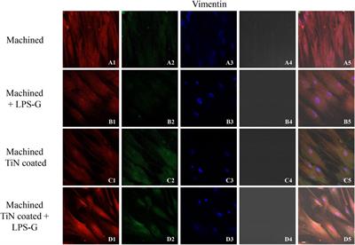 Anti-TLR4 biological response to titanium nitride-coated dental implants: anti-inflammatory response and extracellular matrix synthesis